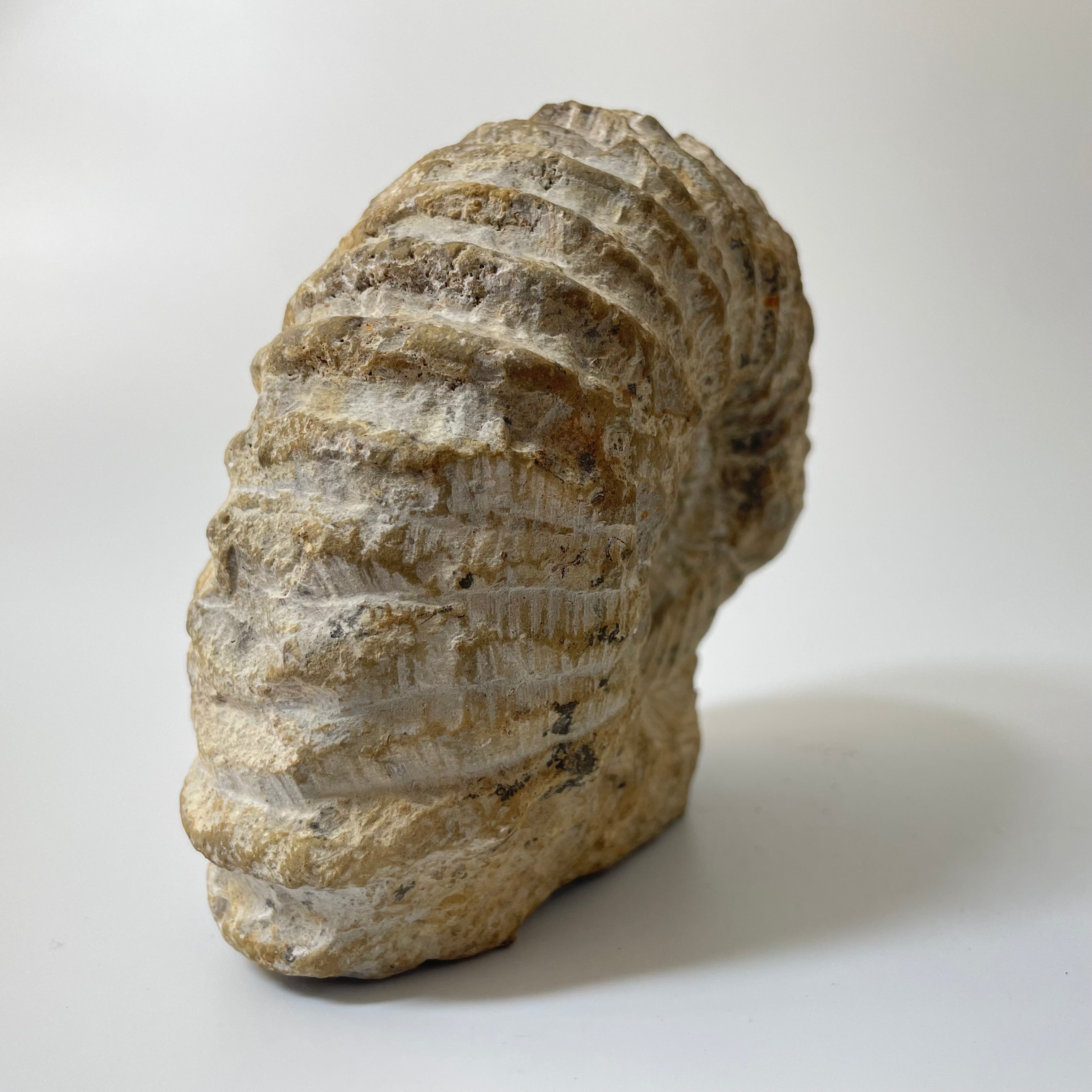 Ammonite From Agadir Morocco