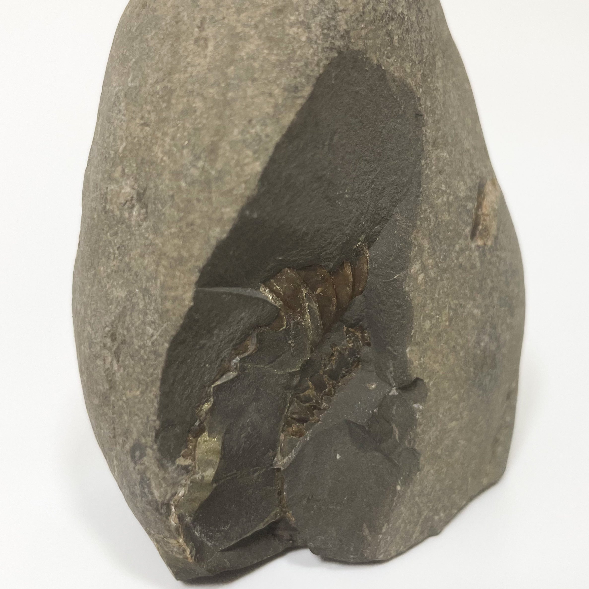 Dactylioceras Ammonite - Whitby