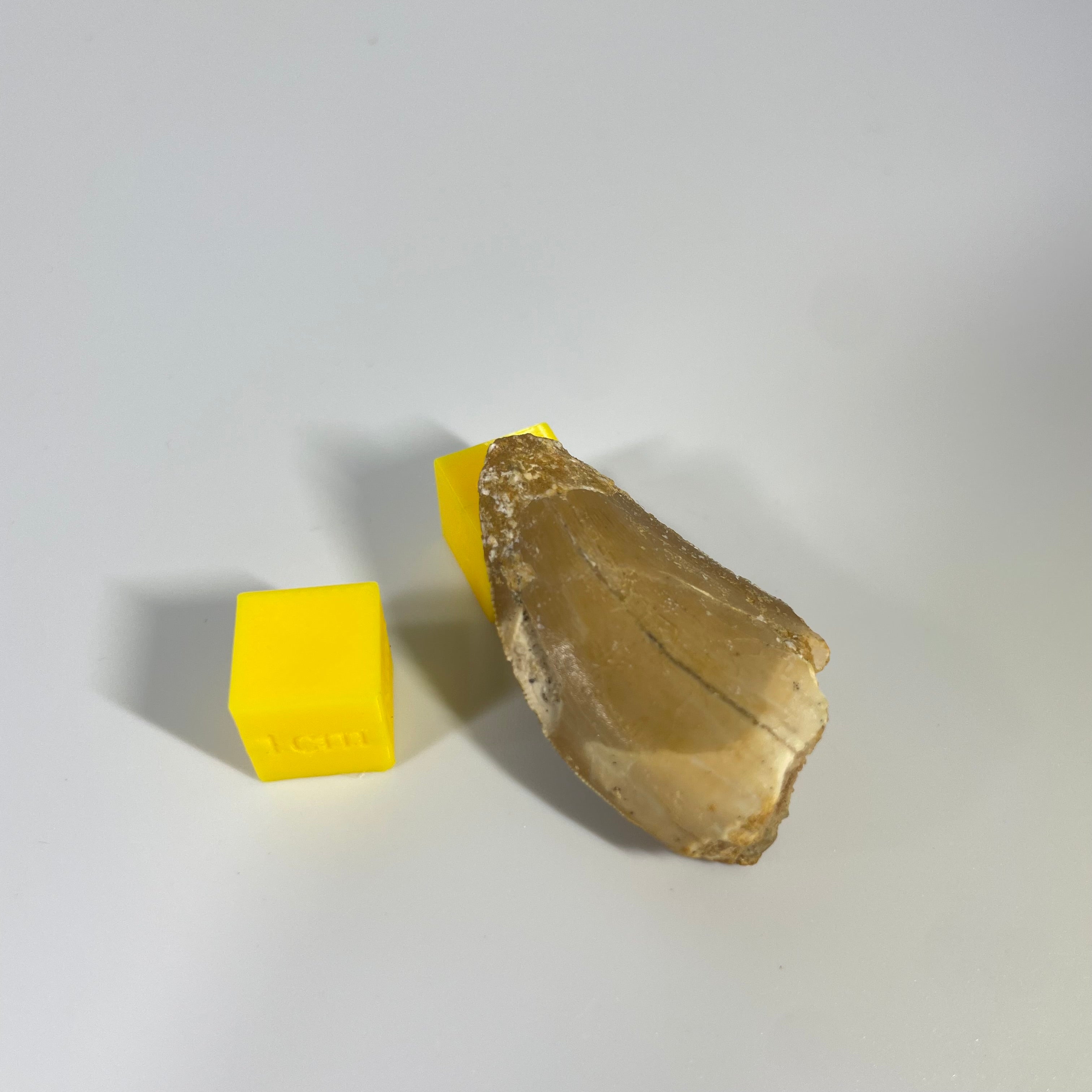 Carcharodontosauridae Tooth 35mm