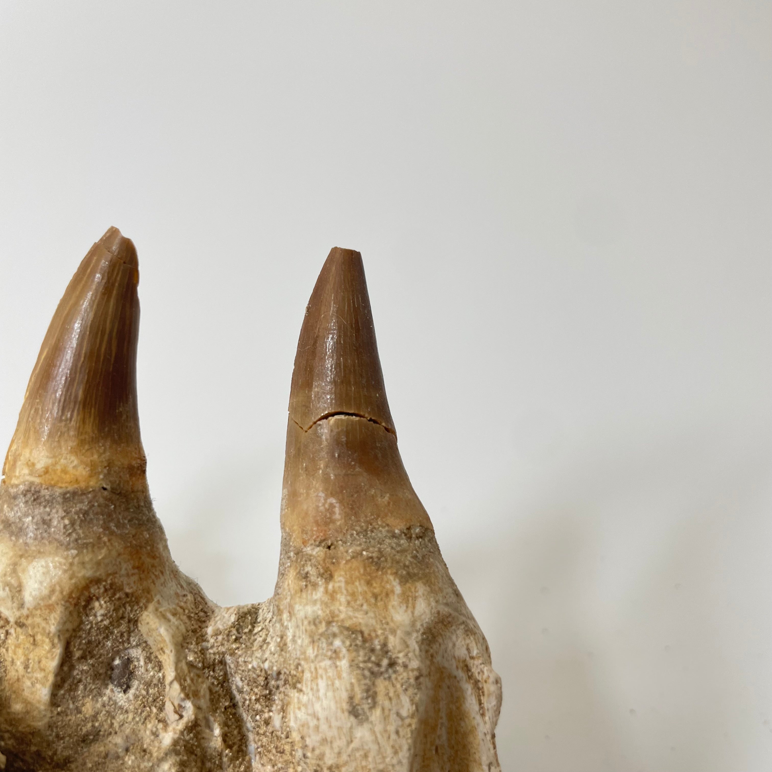 Mosasaur Jaw Section