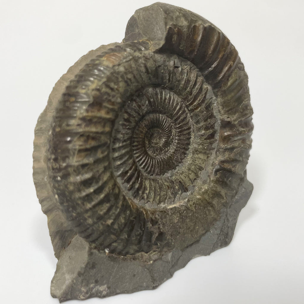 Dactylioceras Ammonite - Whitby