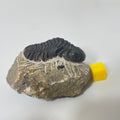 Phacops Trilobite
