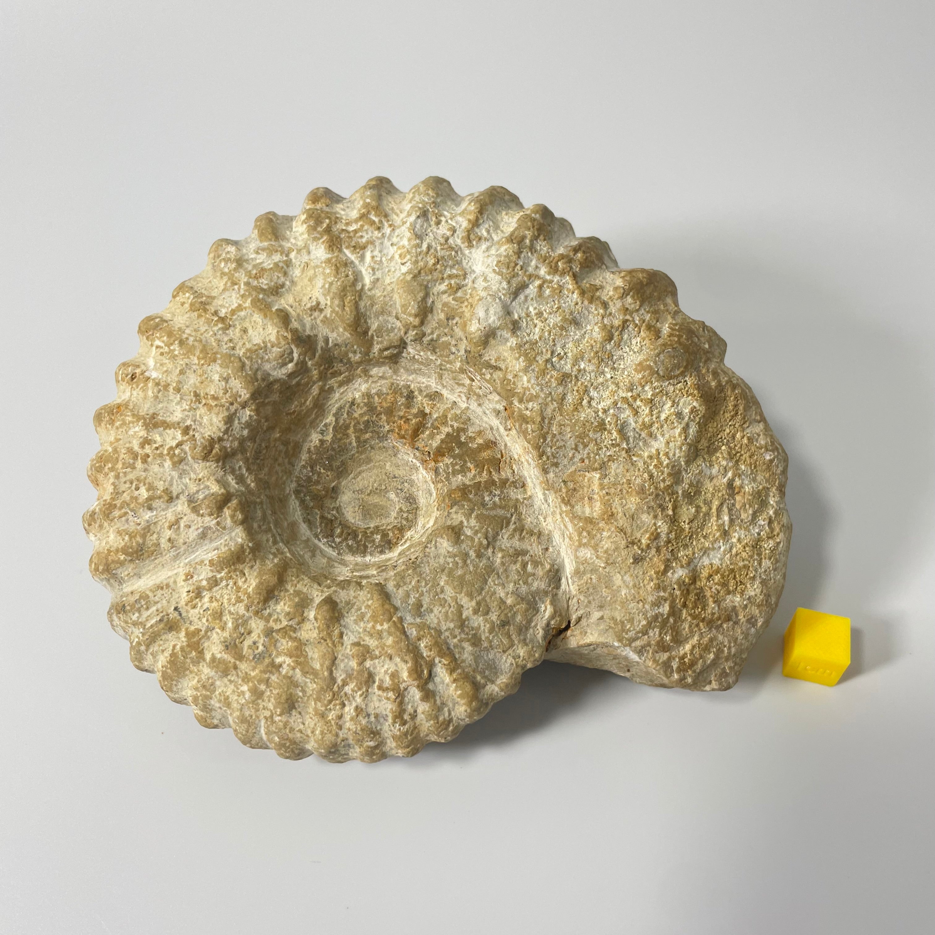 Ammonite From Agadir Morocco