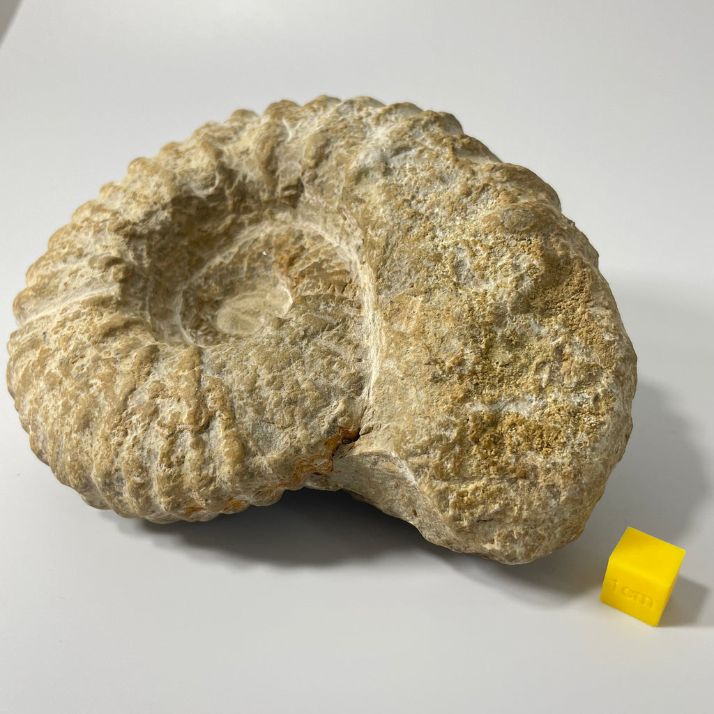Ammonite From Agadir Morocco