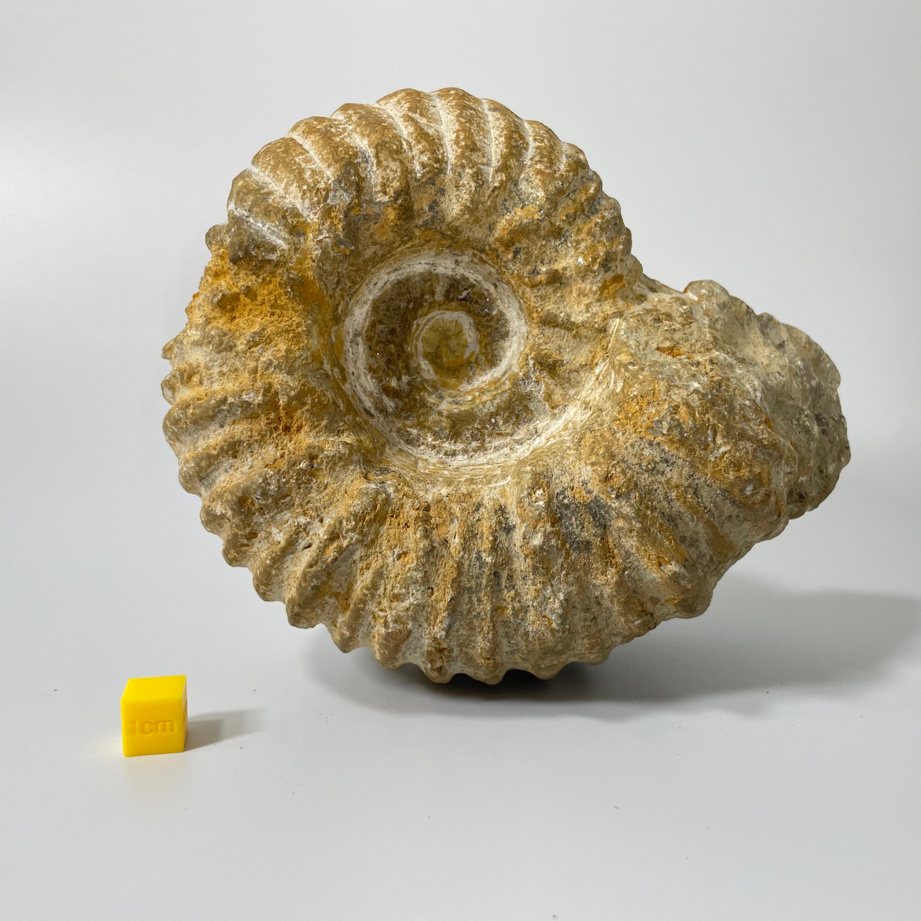 Ammonite from Agadir Morocco