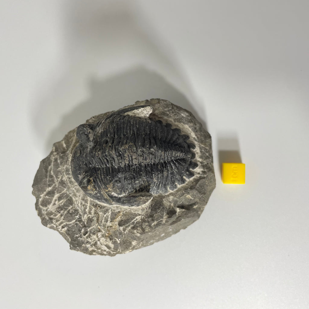Hollardops Trilobite Fossil