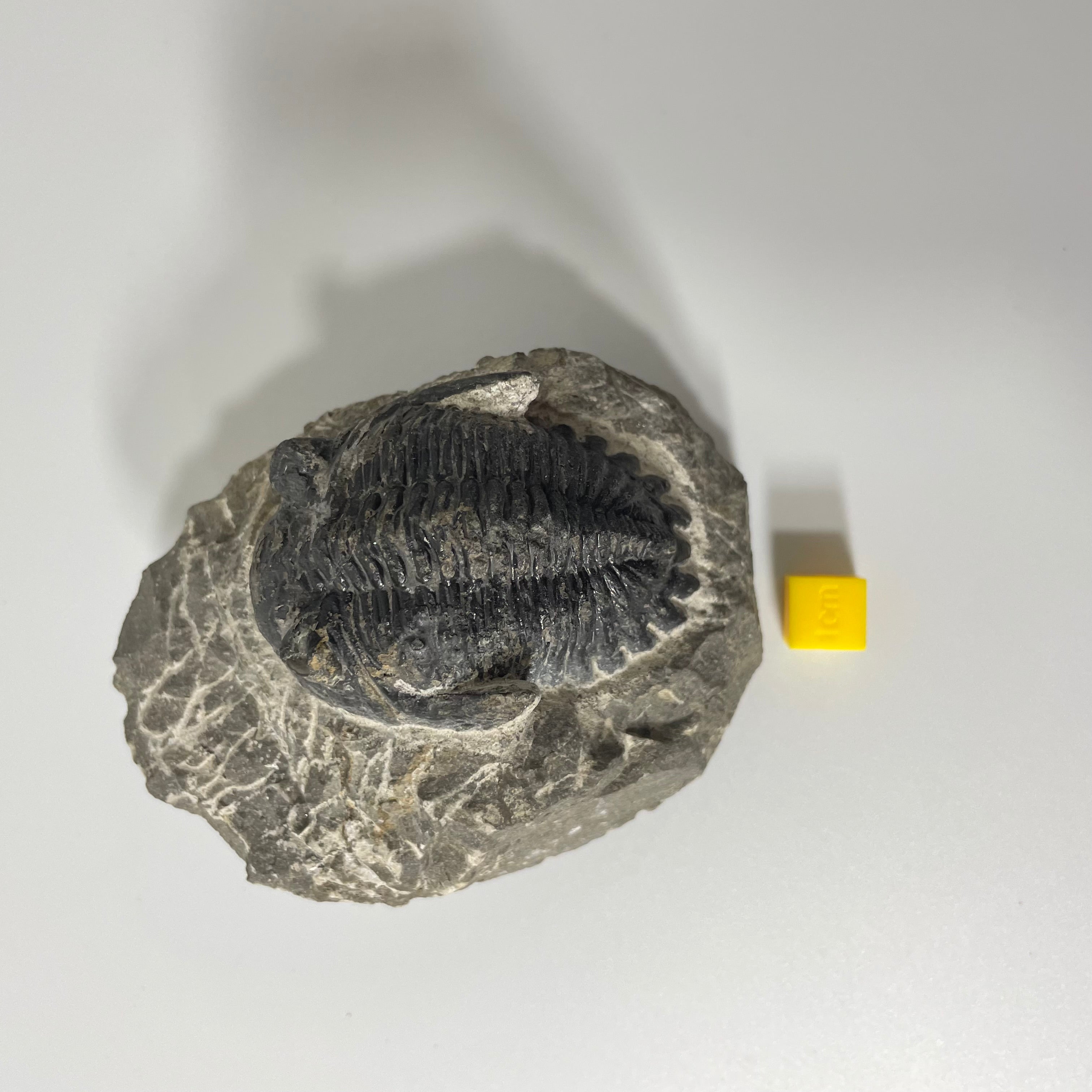 Hollardops Trilobite Fossil