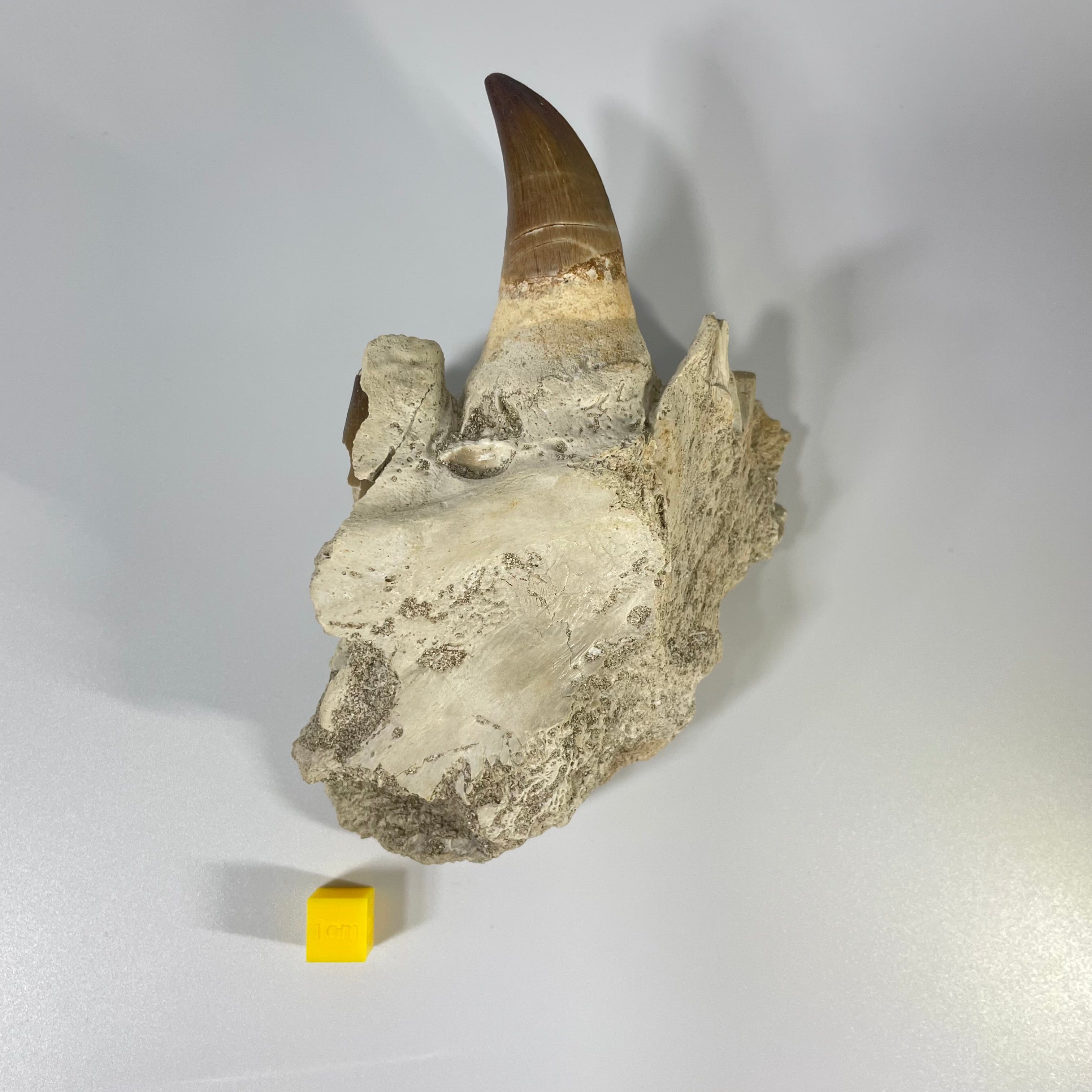 Mosasaur Jaw Section with Unerupted Tooth