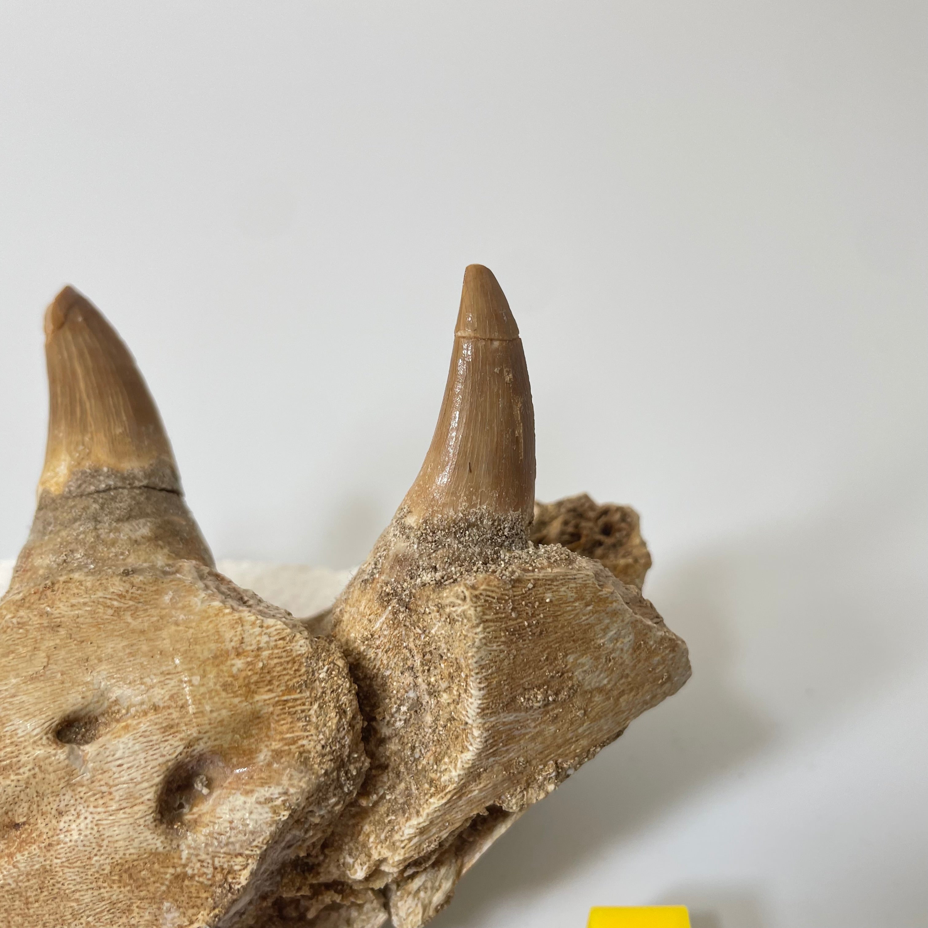 Mosasaur Jaw Section