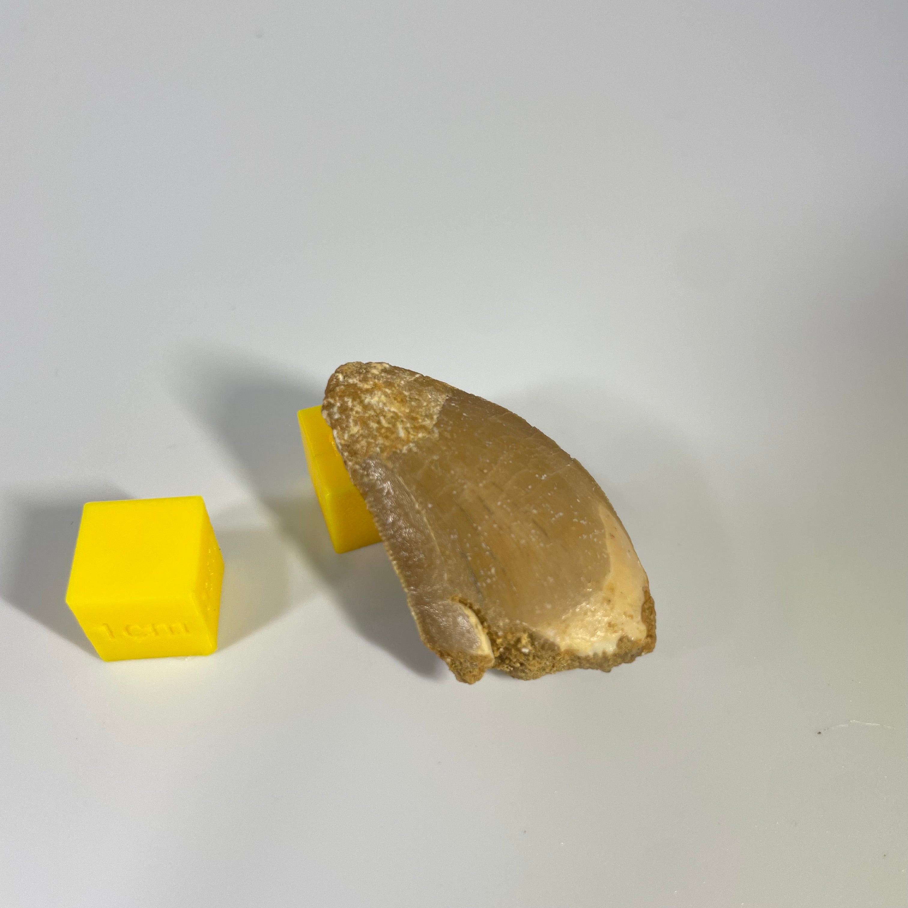 Carcharodontosauridae Tooth 35mm