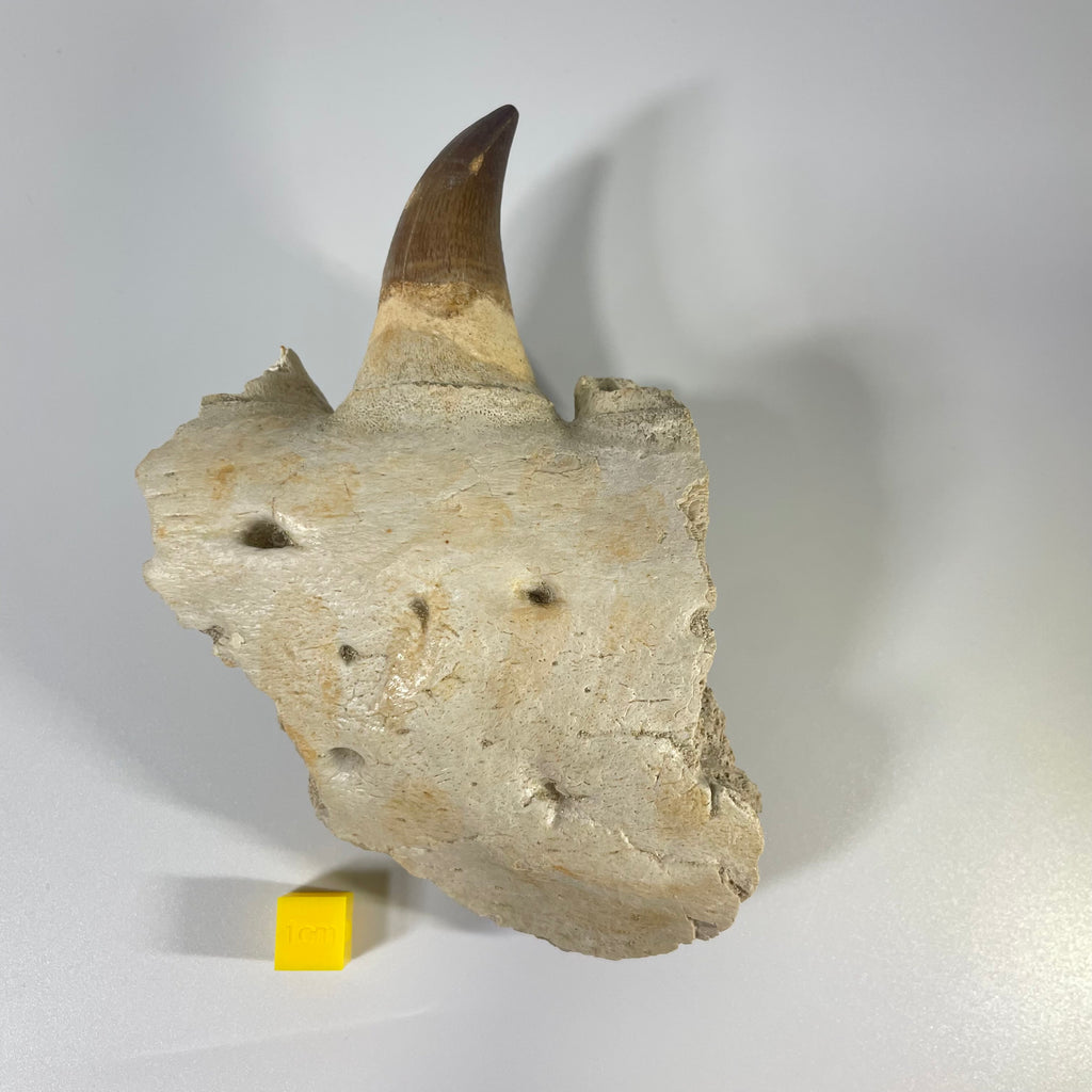 Mosasaur Jaw Section with Unerupted Tooth