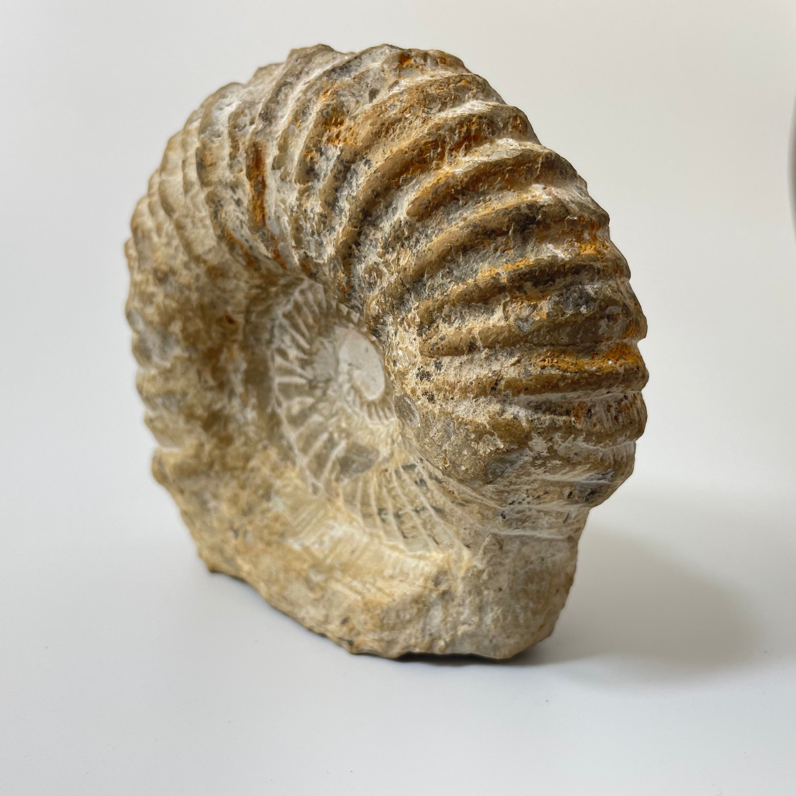 Ammonite From Agadir Morocco