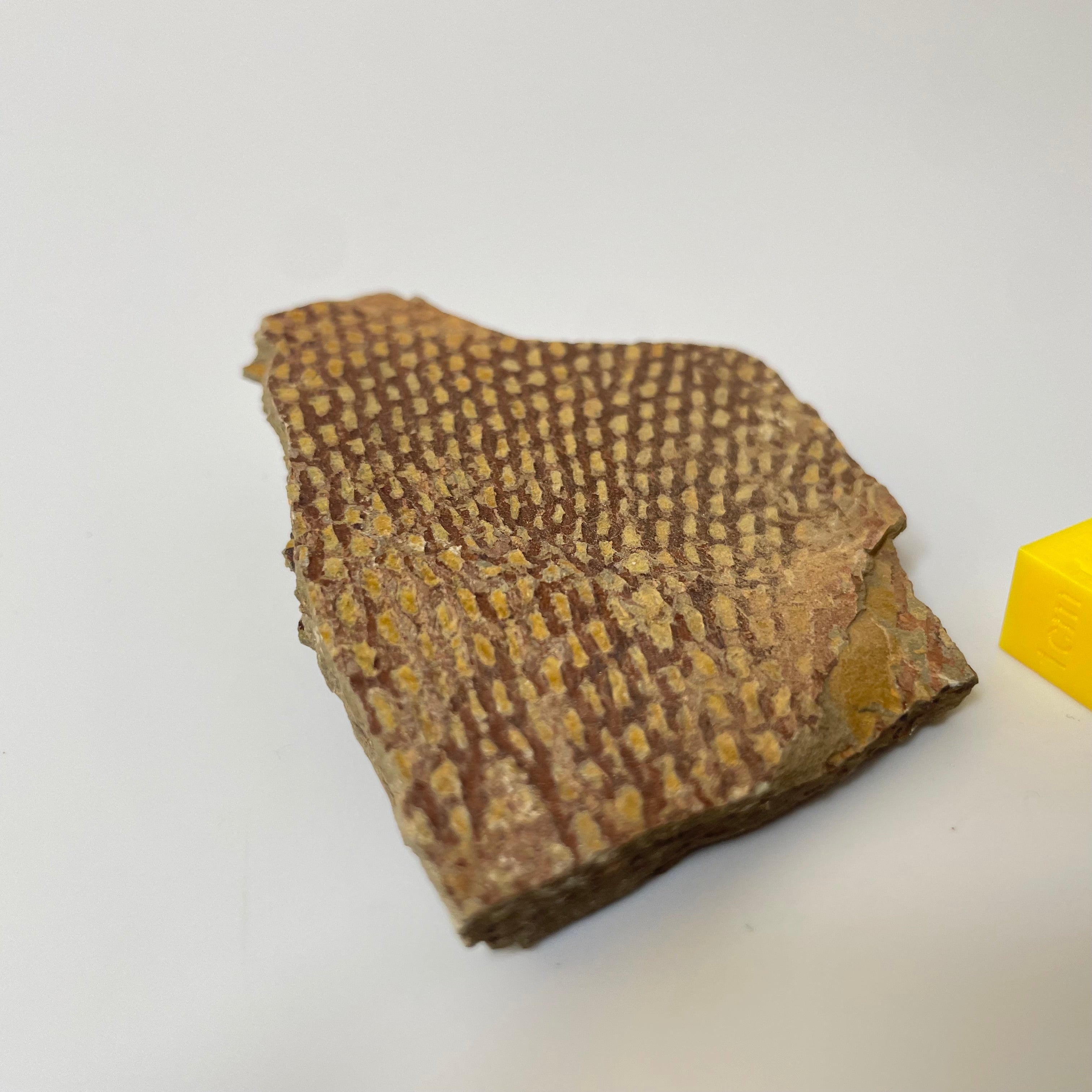 Graptolite Fan
