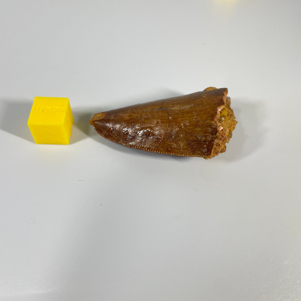 Carcharodontosauridae Tooth 50mm