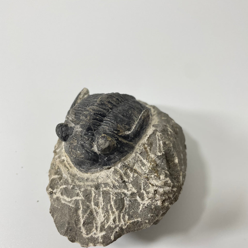 Hollardops Trilobite Fossil