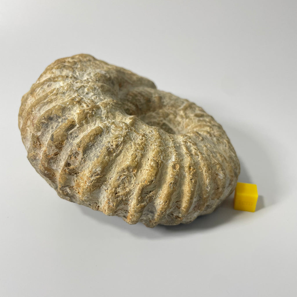 Ammonite From Agadir Morocco