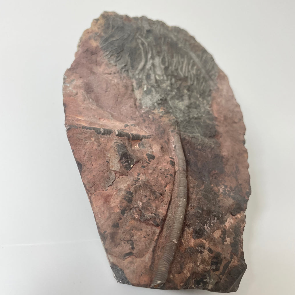 Crinoid Head on Slab