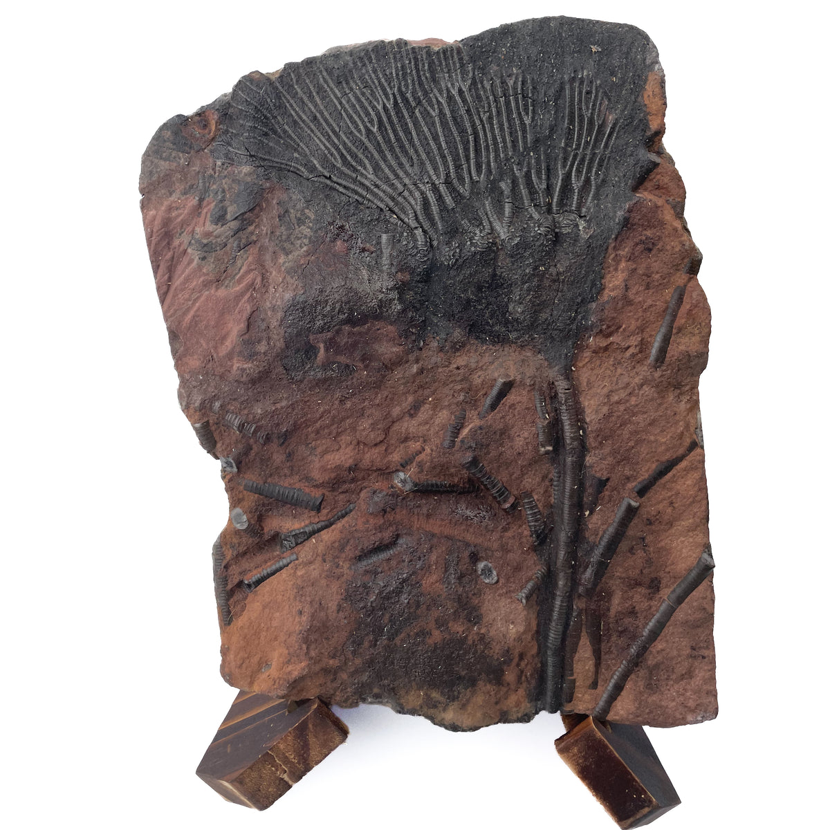 Crinoid Head - Mahoumacrinus - With Stand