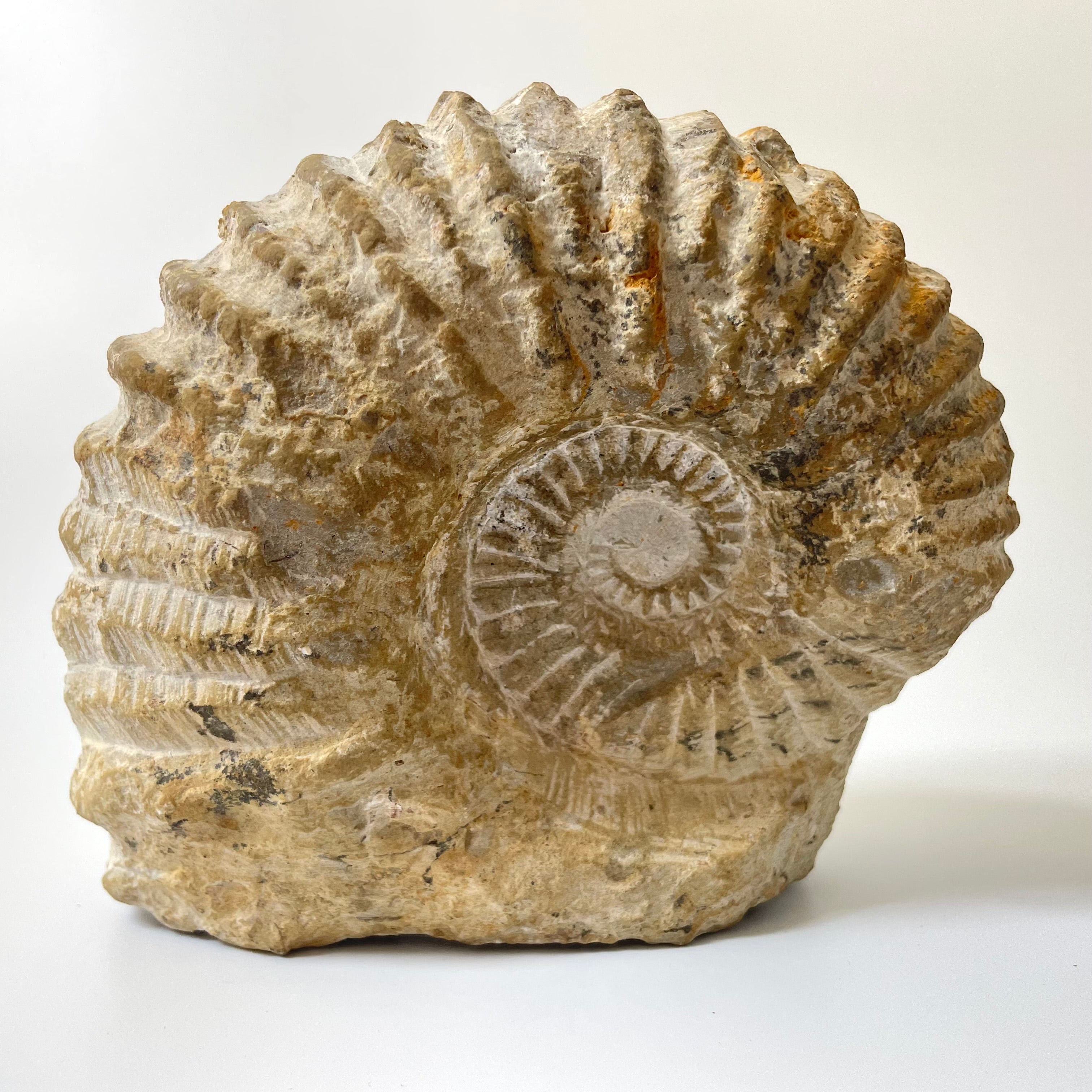 Ammonite From Agadir Morocco