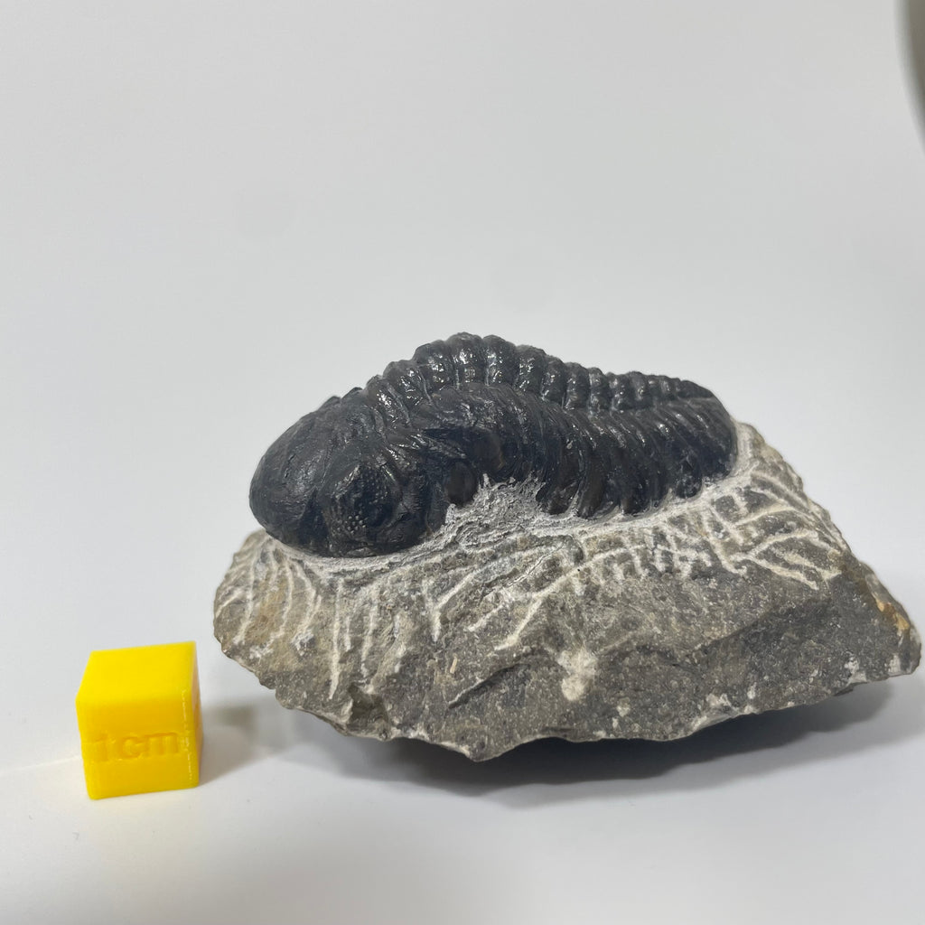 Phacops Trilobite