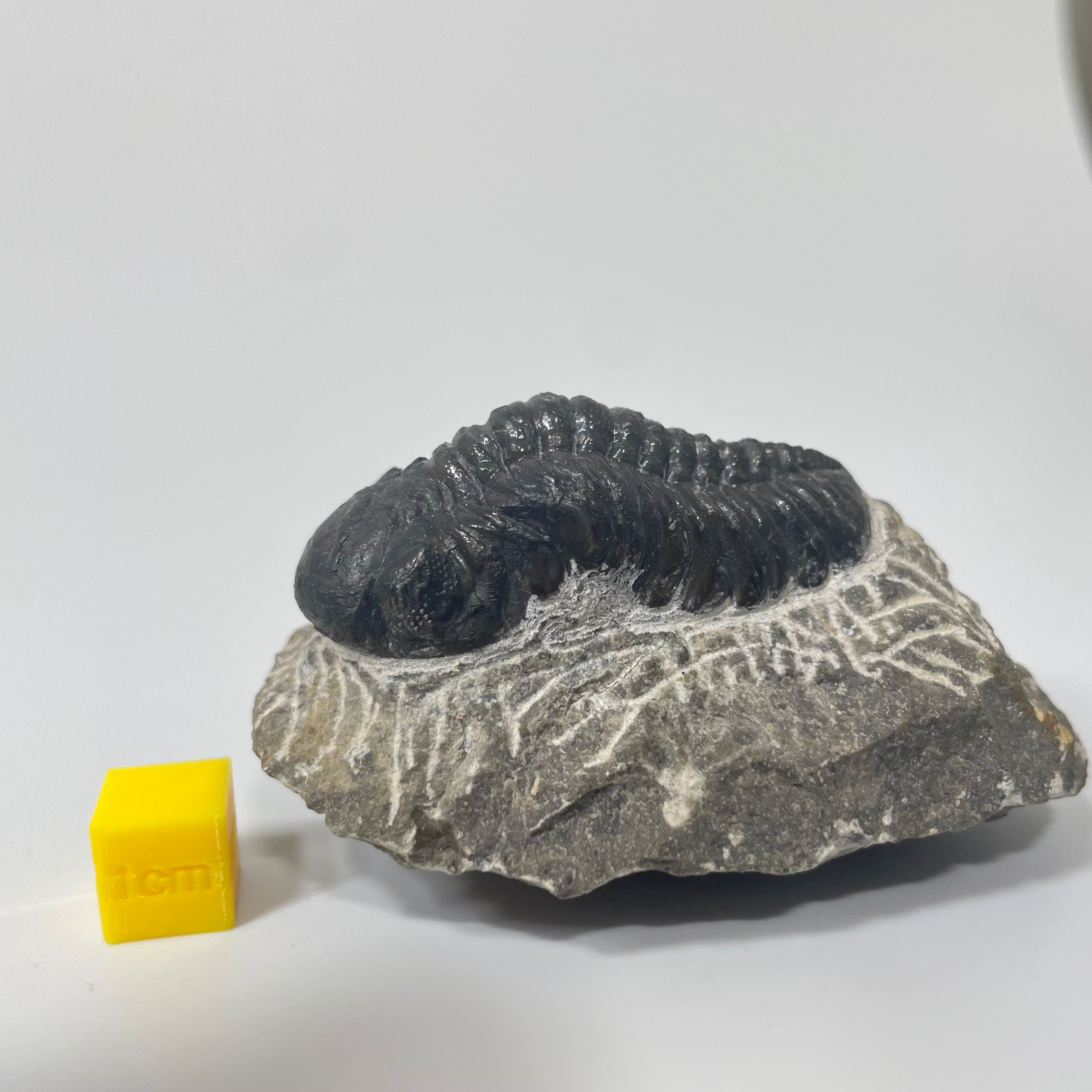 Phacops Trilobite
