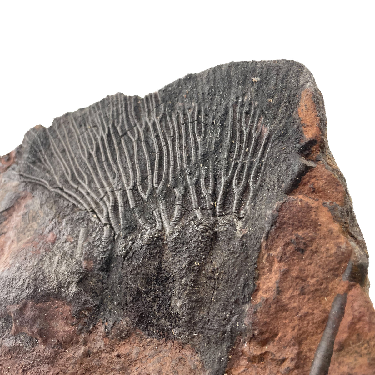 Crinoid Head - Mahoumacrinus - With Stand