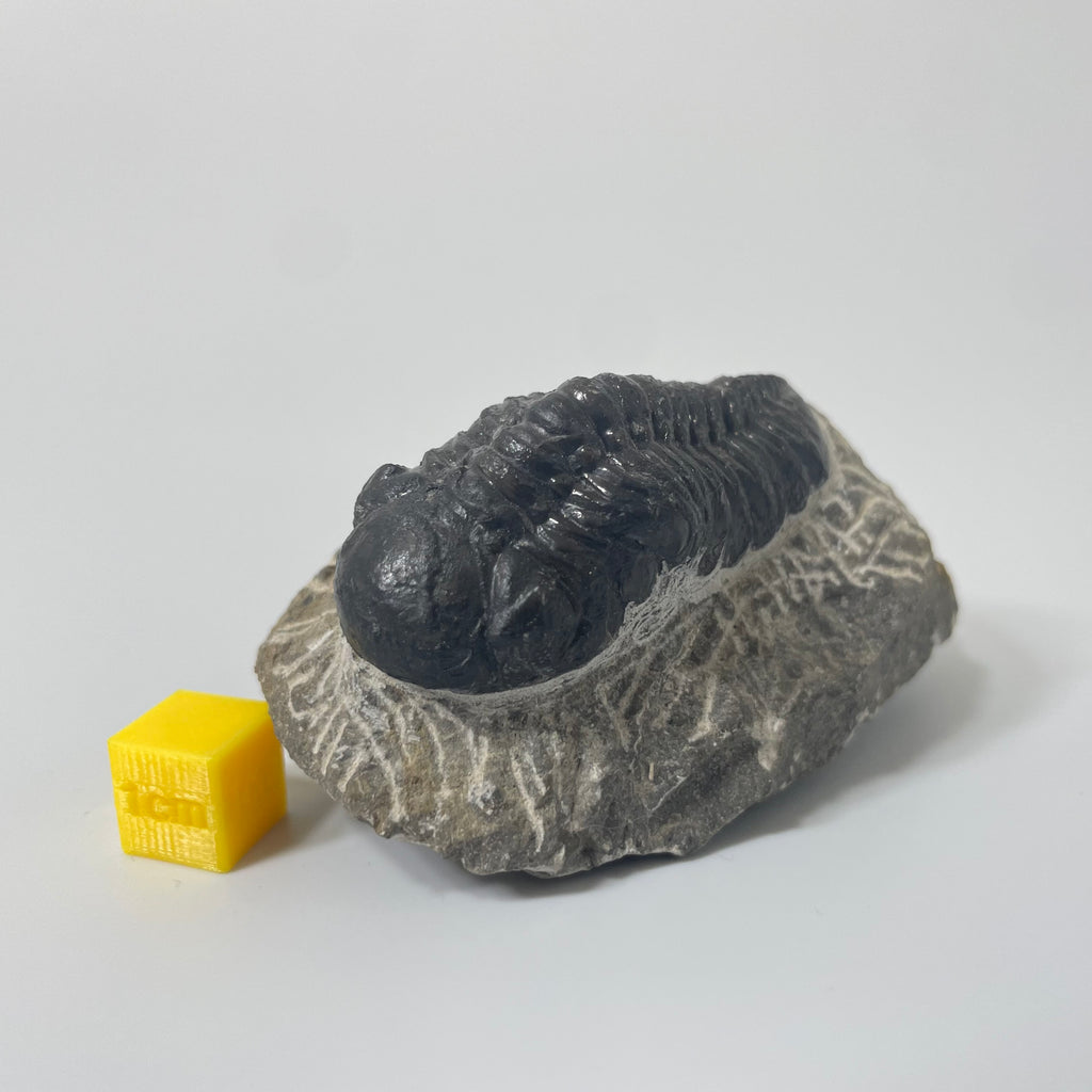 Phacops Trilobite