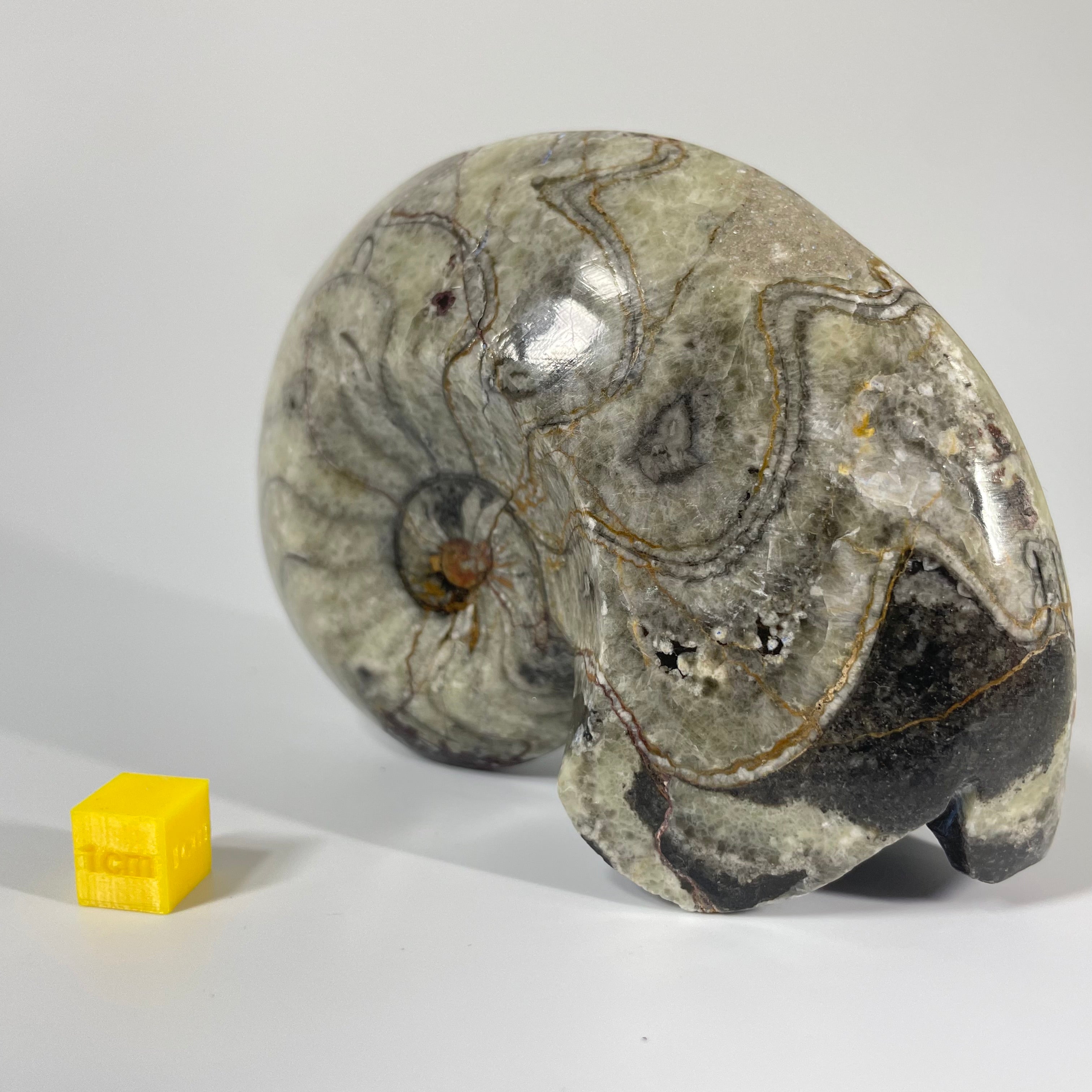 Polished Goniatite 11cm