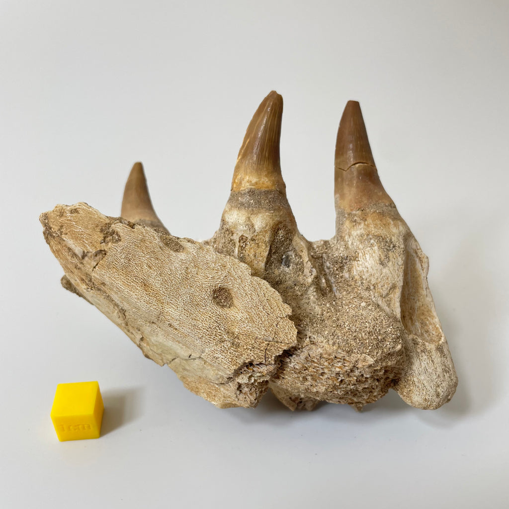Mosasaur Jaw Section