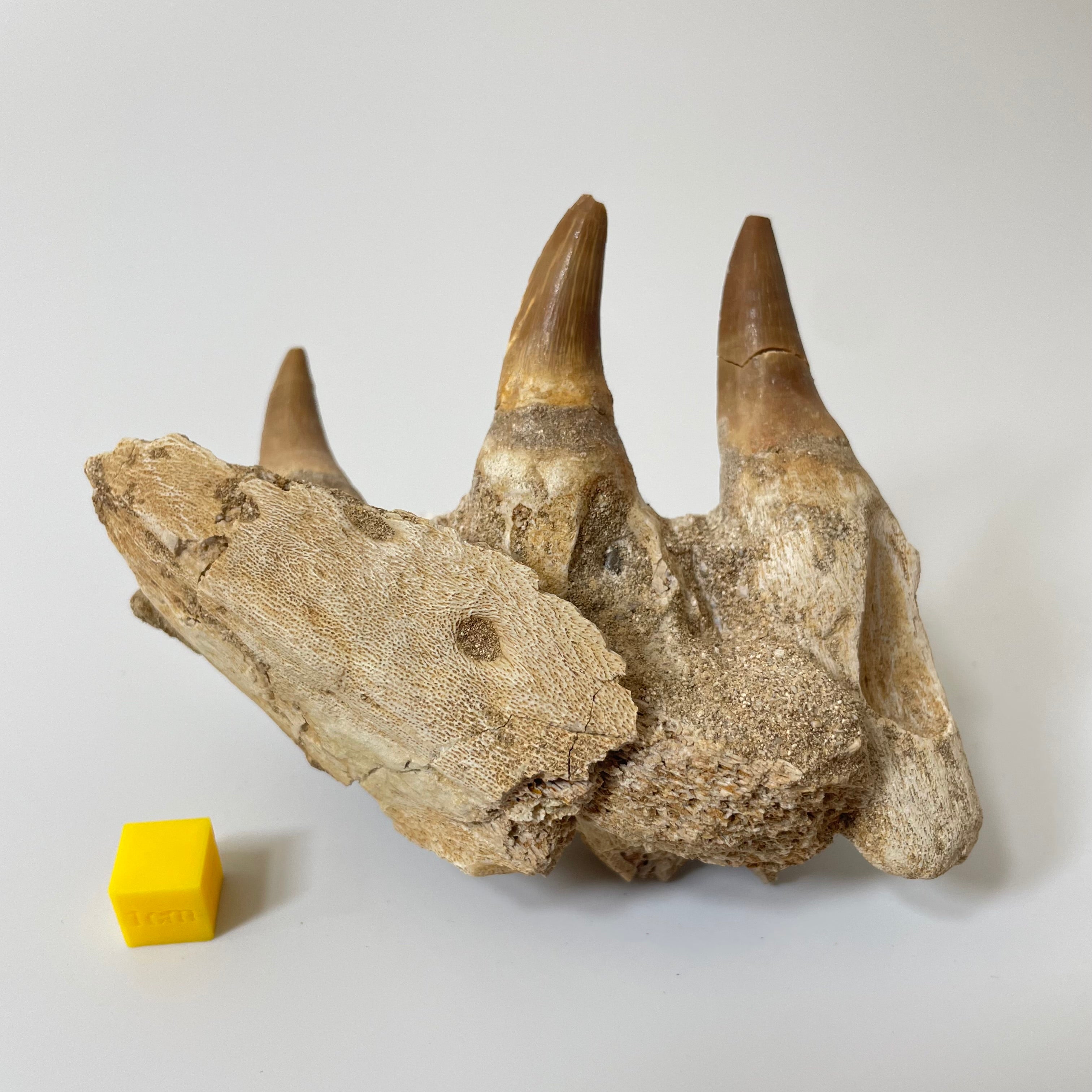Mosasaur Jaw Section