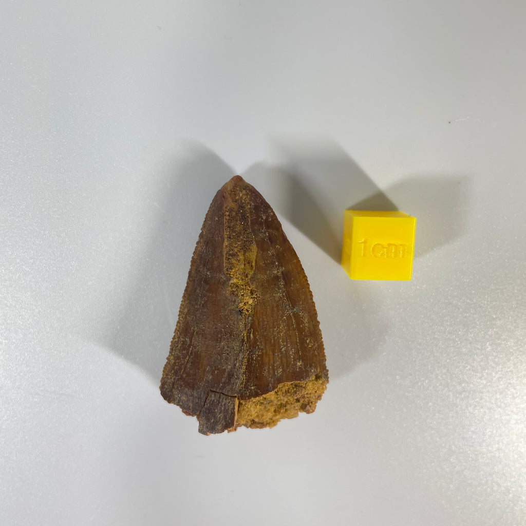 Carcharodontosauridae Tooth 50mm