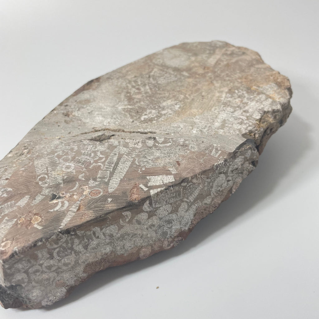 Crinoid Head on Slab