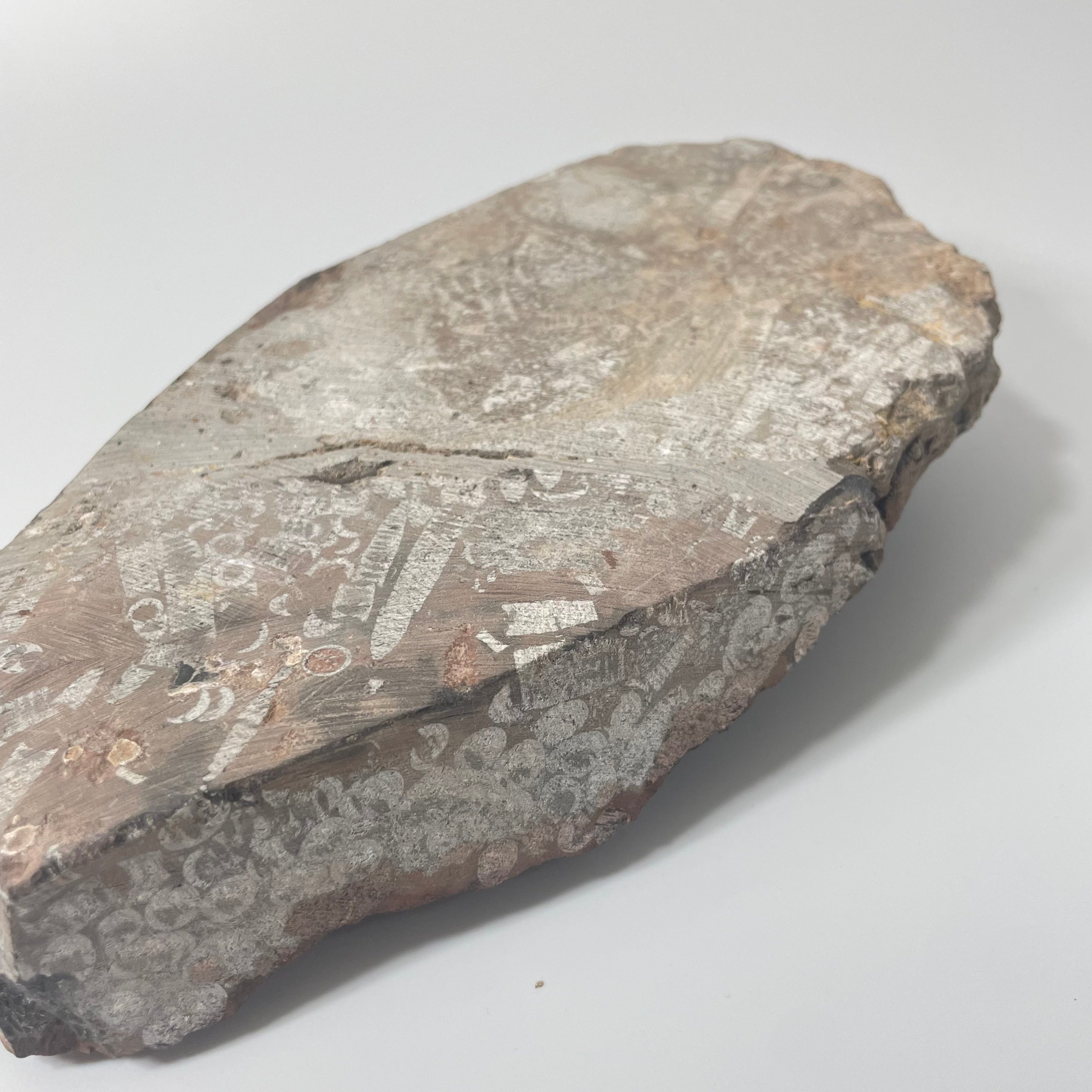 Crinoid Head on Slab