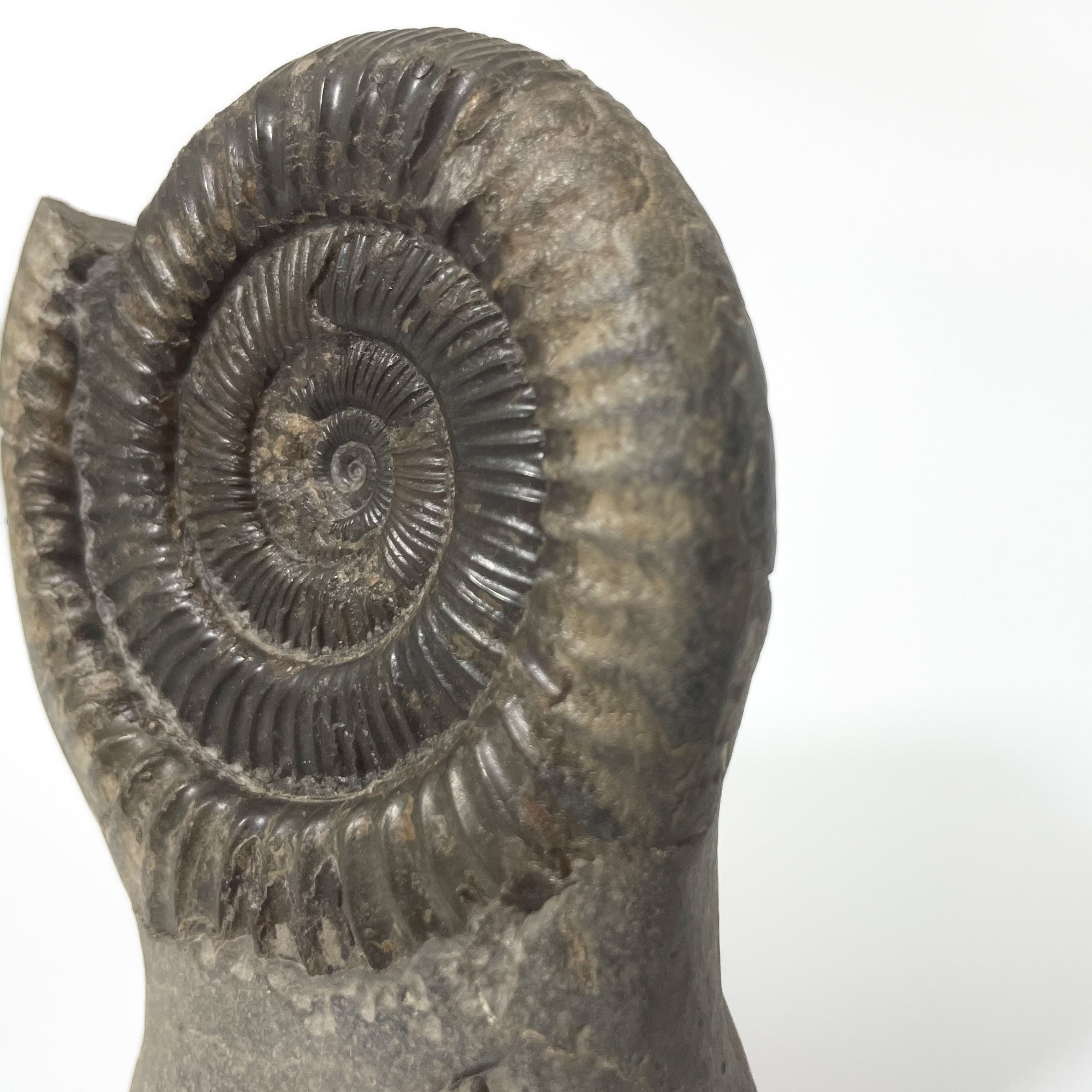 Dactylioceras Ammonite - Whitby