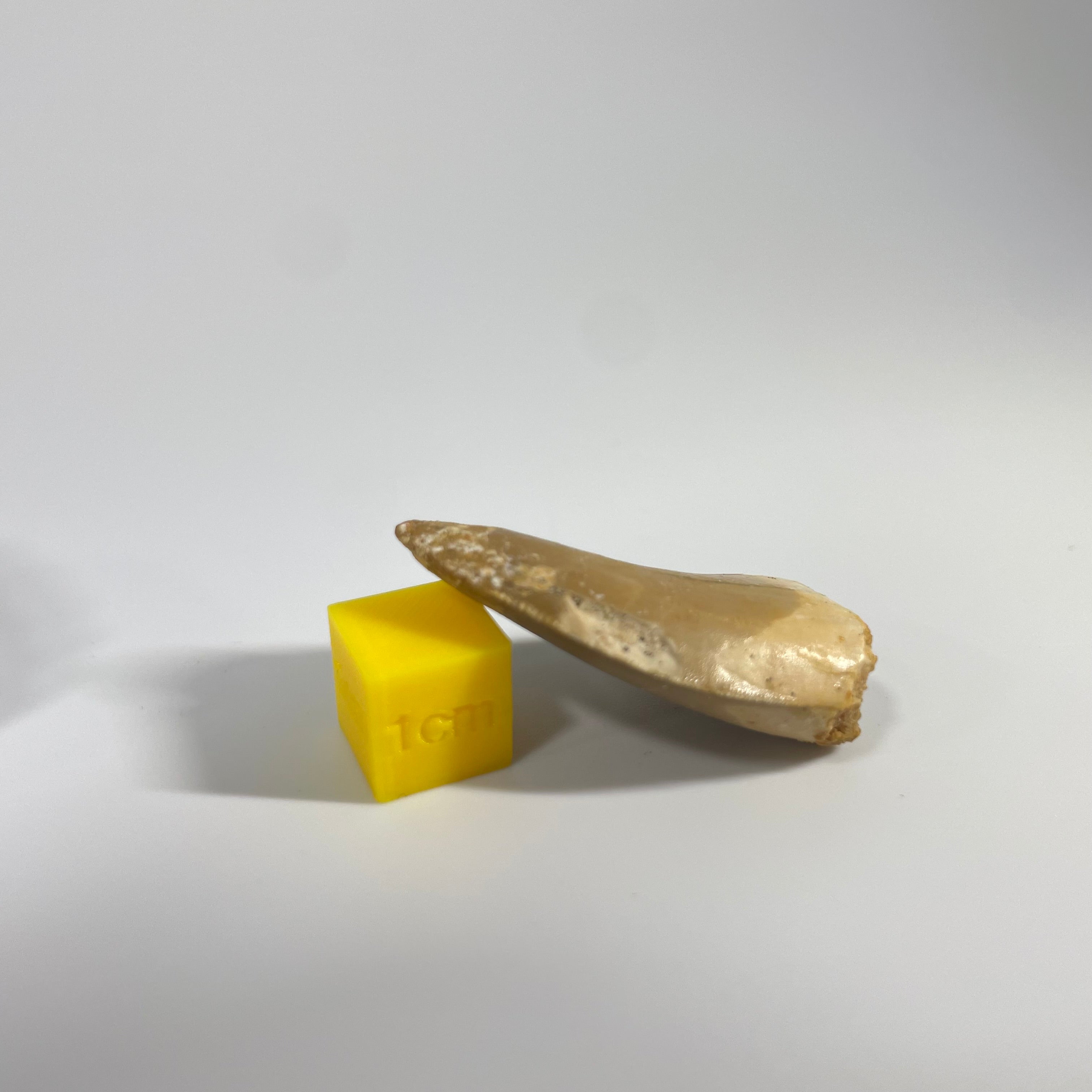 Carcharodontosauridae Tooth 35mm