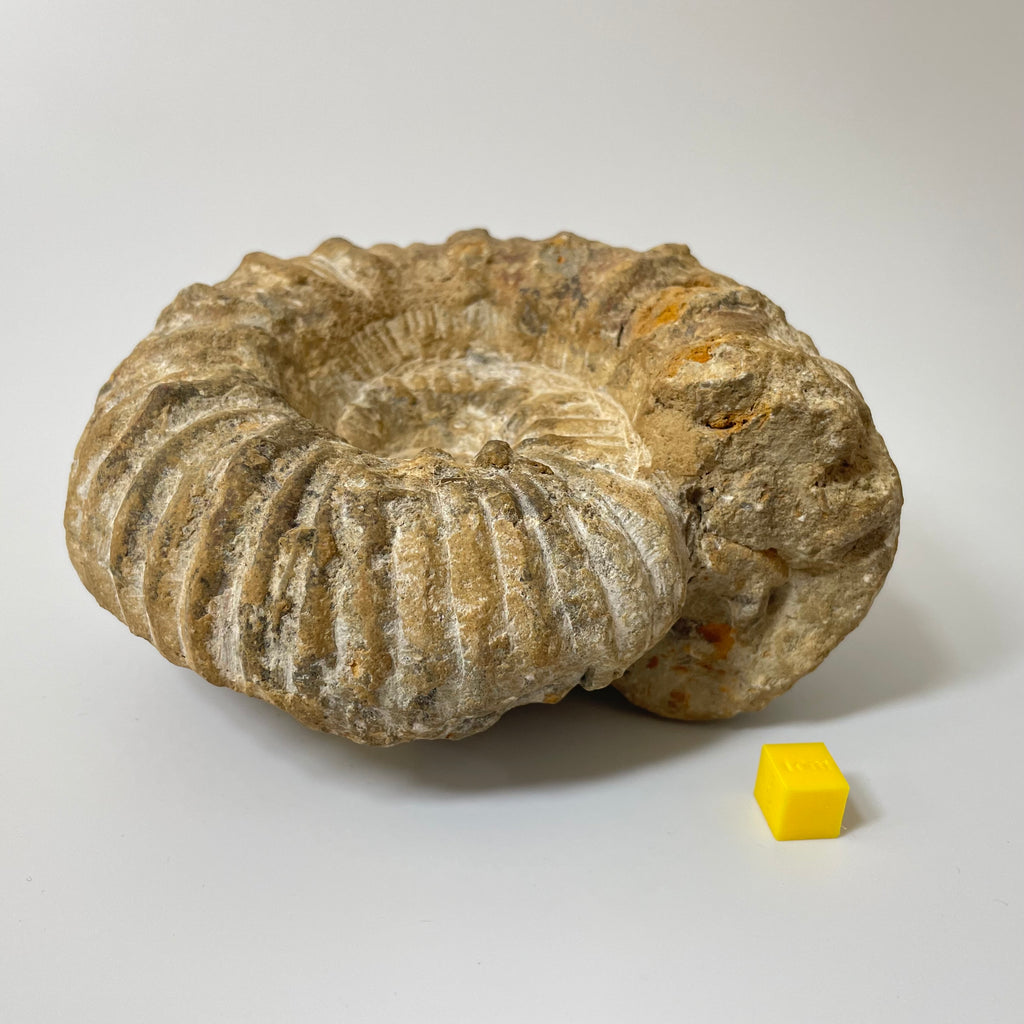 Ammonite From Agadir Morocco