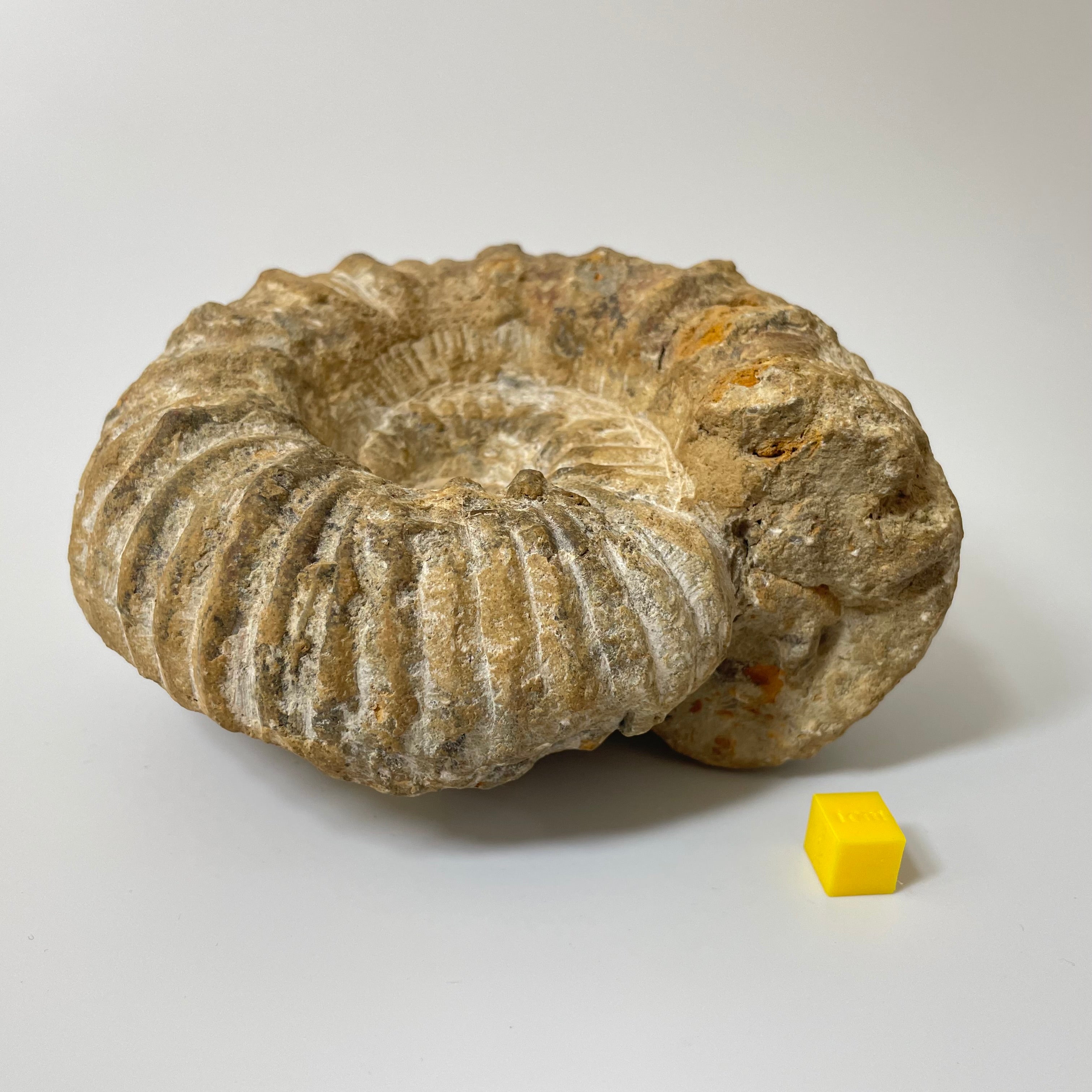 Ammonite From Agadir Morocco