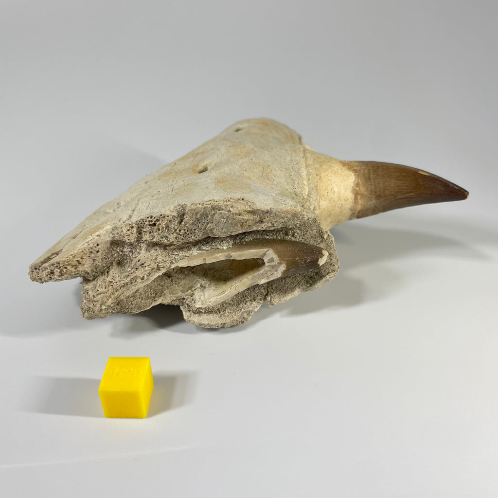 Mosasaur Jaw Section with Unerupted Tooth