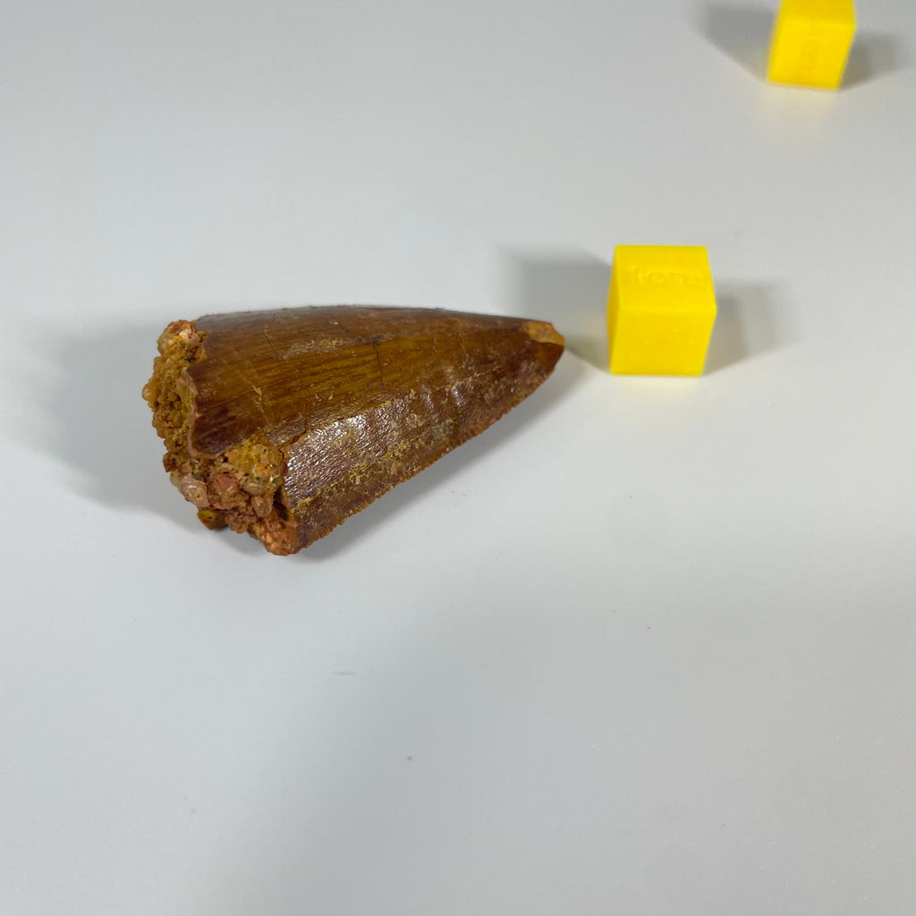 Carcharodontosauridae Tooth 50mm