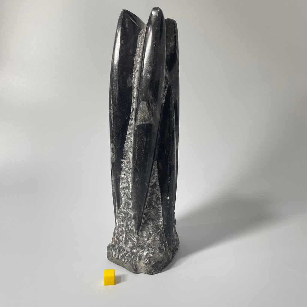 Orthoceras Polished Statue 24cm