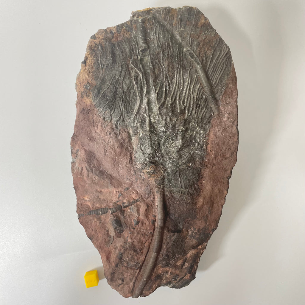 Crinoid Head on Slab