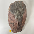 Crinoid Head on Slab