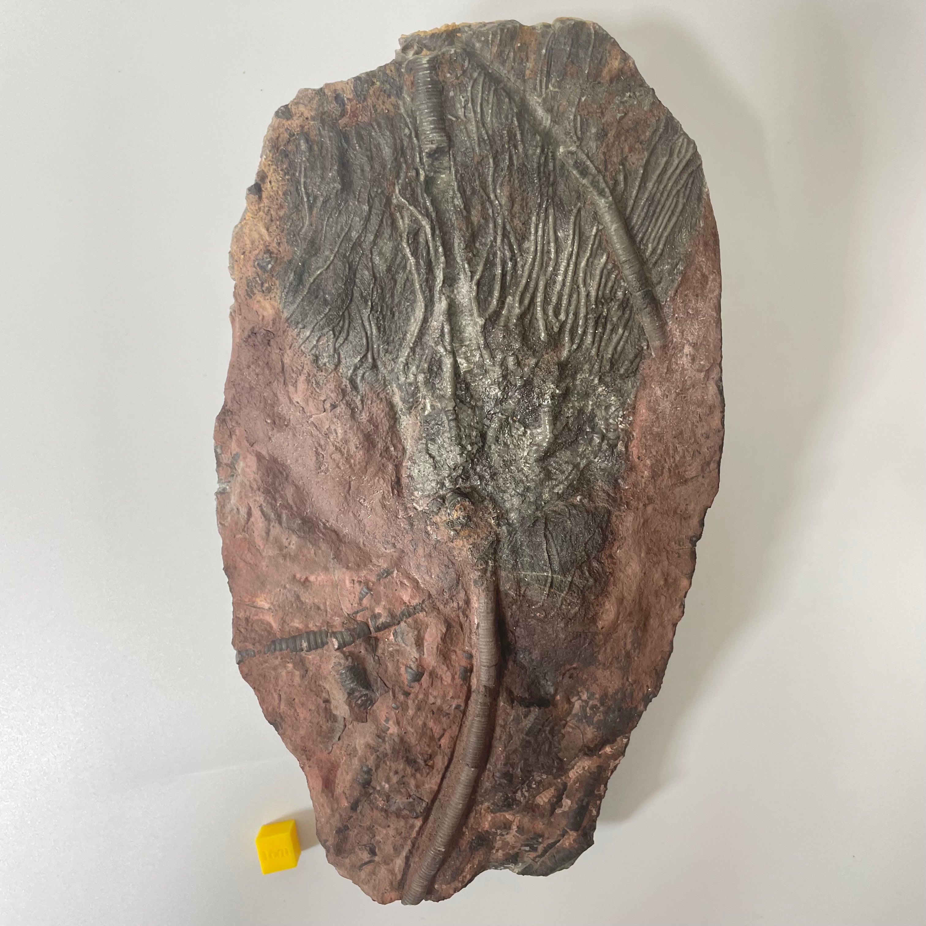 Crinoid Head on Slab