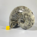 Polished Goniatite 11cm