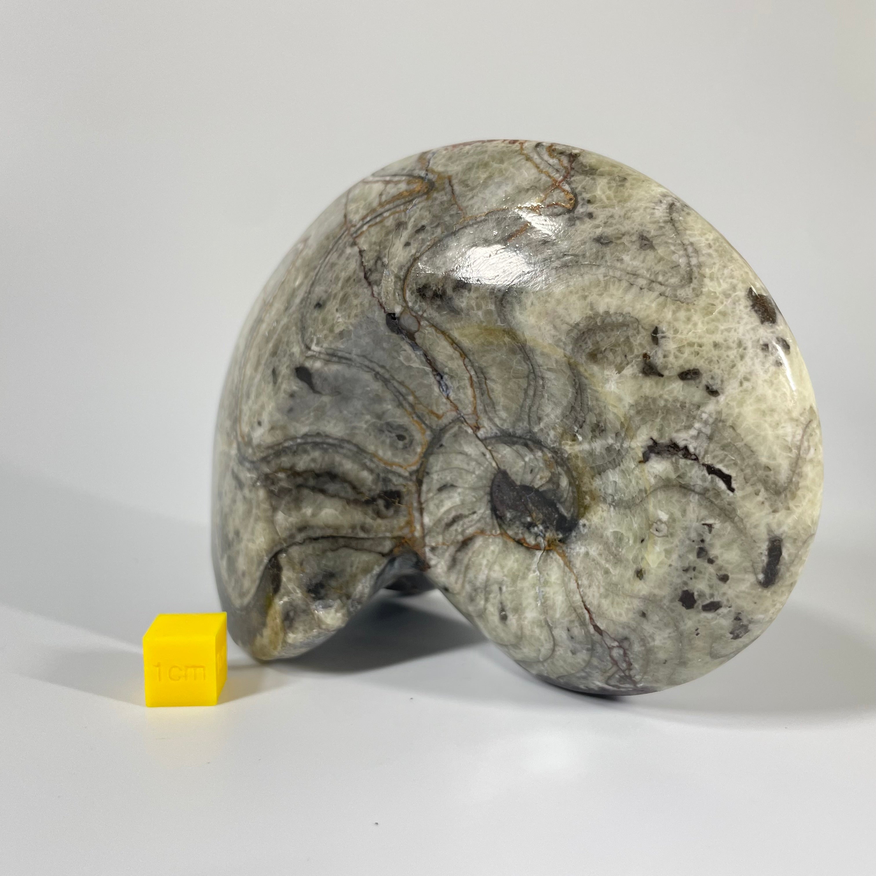 Polished Goniatite 11cm