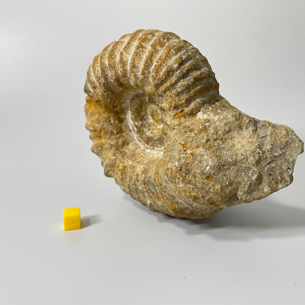 Ammonite from Agadir Morocco