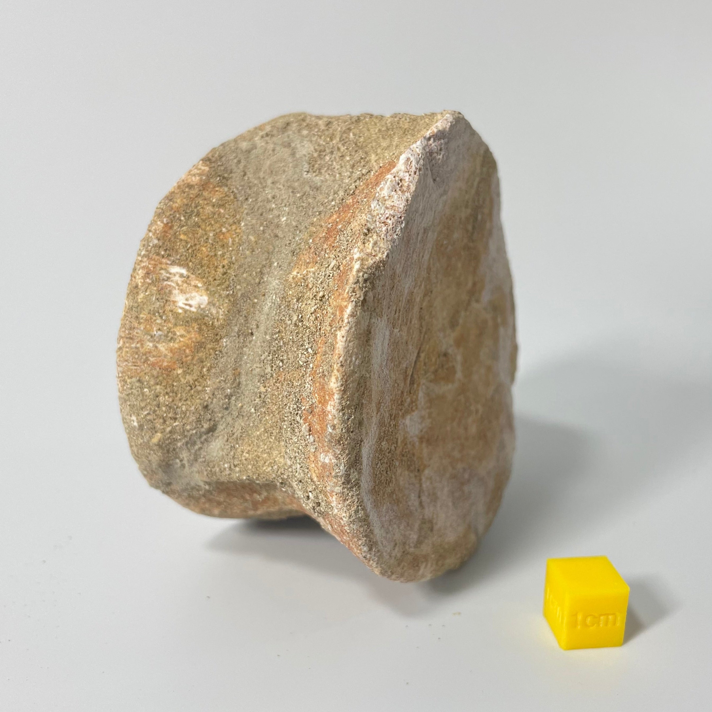 Elasmosauridae Plesiosaur Vertebrate - 75mm - Exact Specimen