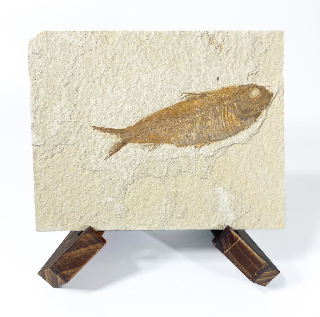 Large Knightia Fossil Fish, With Wooden Stand