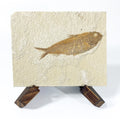 Large Knightia Fossil Fish, With Wooden Stand