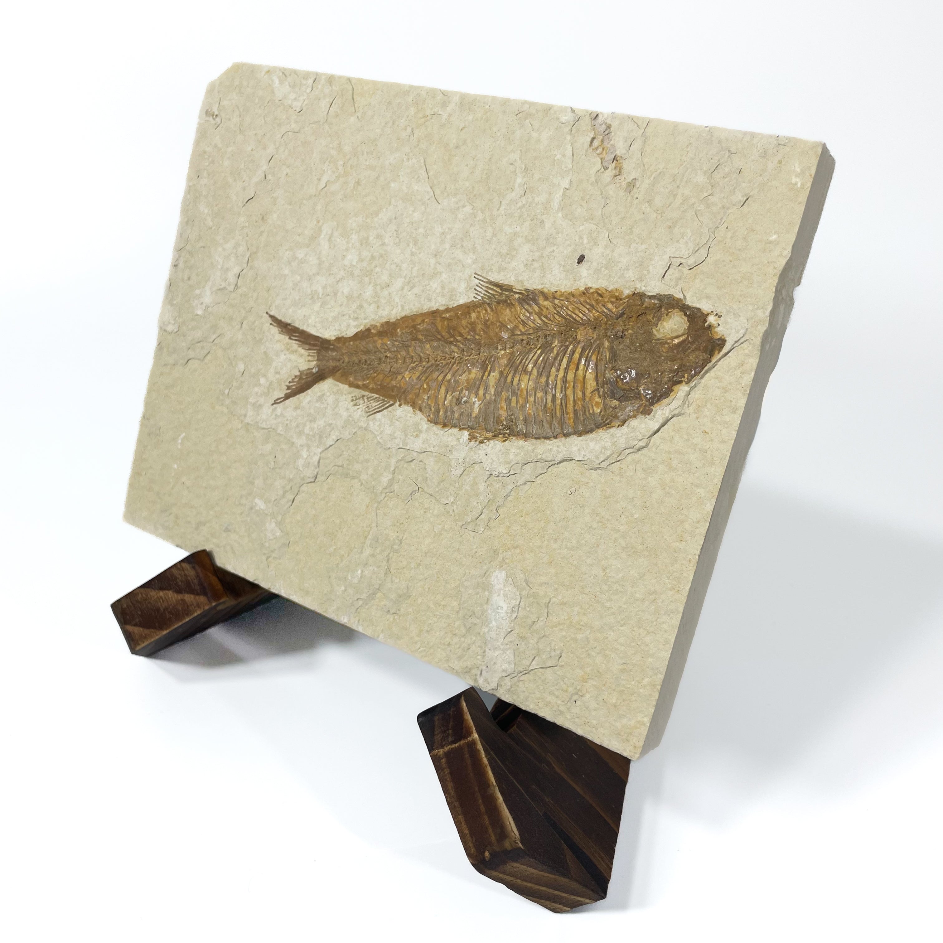 Large Knightia Fossil Fish, With Wooden Stand